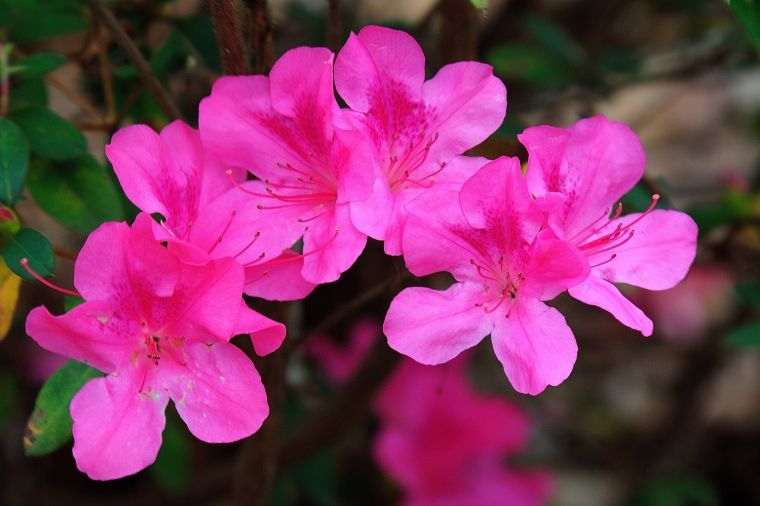 AZALEAS